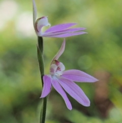 Caladenia carnea (Pink Fingers) at Cotter River, ACT - 24 Oct 2016 by KenT