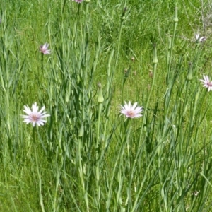 Tragopogon porrifolius subsp. porrifolius at Isaacs Ridge Offset Area - 6 Nov 2016 11:09 AM