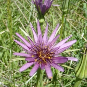 Tragopogon porrifolius subsp. porrifolius at Isaacs Ridge Offset Area - 6 Nov 2016