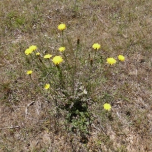 Hypochaeris radicata at Isaacs Ridge Offset Area - 6 Nov 2016 11:37 AM