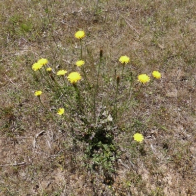 Hypochaeris radicata (Cat's Ear, Flatweed) at Isaacs Ridge Offset Area - 6 Nov 2016 by Mike