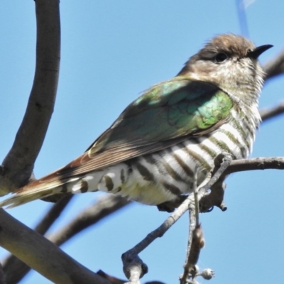 Chrysococcyx lucidus (Shining Bronze-Cuckoo) at Goorooyarroo NR (ACT) - 6 Nov 2016 by JohnBundock