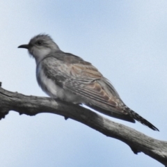 Cacomantis pallidus (Pallid Cuckoo) at Gungahlin, ACT - 5 Nov 2016 by JohnBundock