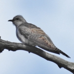 Cacomantis pallidus (Pallid Cuckoo) at Gungahlin, ACT - 6 Nov 2016 by JohnBundock