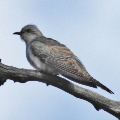 Cacomantis pallidus (Pallid Cuckoo) at Gungahlin, ACT - 5 Nov 2016 by JohnBundock