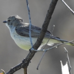 Gerygone fusca (Western Gerygone) at Goorooyarroo NR (ACT) - 5 Nov 2016 by JohnBundock