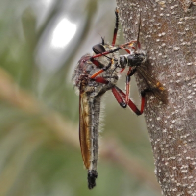 Neoaratus hercules (Herculean Robber Fly) at Paddys River, ACT - 18 Jan 2015 by JohnBundock