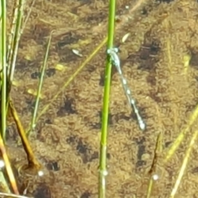 Austrolestes sp. (genus) (Ringtail damselfy) at Isaacs Ridge - 3 Nov 2016 by Mike