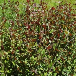 Lonicera japonica at Symonston, ACT - 4 Nov 2016