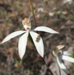 Caladenia moschata (Musky Caps) at Point 79 - 5 Nov 2016 by ibaird