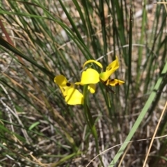 Diuris sulphurea (Tiger Orchid) at Point 75 - 6 Nov 2016 by ibaird