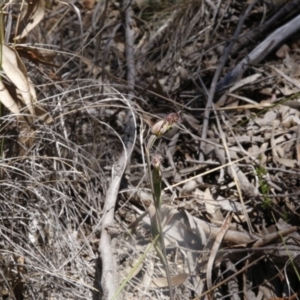 Calochilus sp. at O'Connor, ACT - 6 Nov 2016