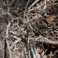 Calochilus sp. at O'Connor, ACT - 6 Nov 2016