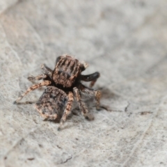 Maratus vespertilio (Bat-like peacock spider) at Belconnen, ACT - 30 Aug 2016 by Harrisi