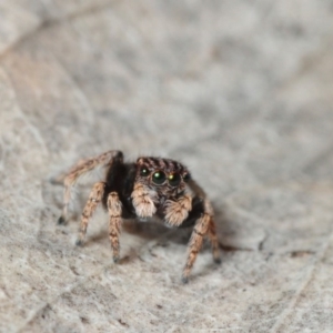 Maratus vespertilio at Belconnen, ACT - suppressed