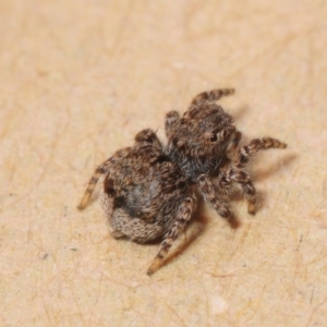 Maratus vespertilio at Belconnen, ACT - suppressed