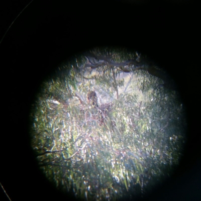 Aquila audax (Wedge-tailed Eagle) at Molonglo River Reserve - 7 Jan 2016 by RichardMilner