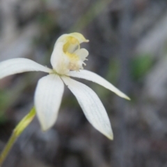 Caladenia sp. at Point 5832 - suppressed