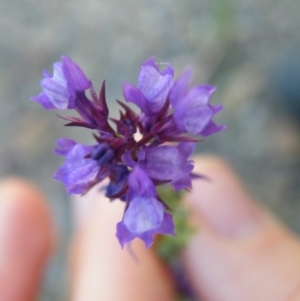 Linaria pelisseriana at O'Connor, ACT - 7 Nov 2016