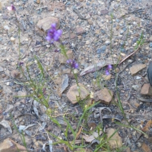 Linaria pelisseriana at O'Connor, ACT - 7 Nov 2016