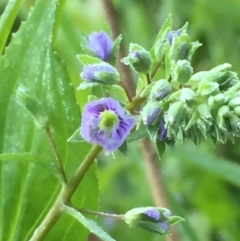 Veronica anagallis-aquatica (Blue Water Speedwell) at Googong, NSW - 7 Nov 2016 by Wandiyali