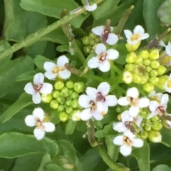 Rorippa nasturtium-aquaticum (Watercress) at Wandiyali-Environa Conservation Area - 6 Nov 2016 by Wandiyali