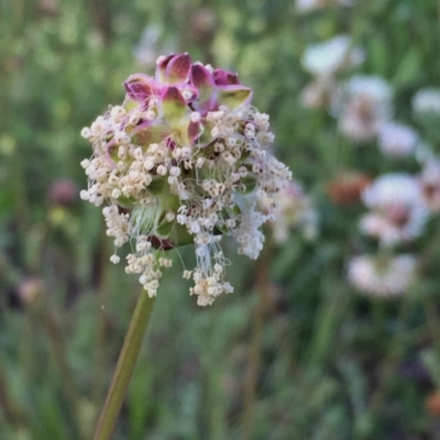 Sanguisorba minor (Salad Burnet, Sheep's Burnet) at Wandiyali-Environa Conservation Area - 6 Nov 2016 by Wandiyali