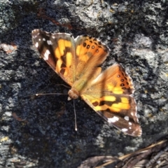 Vanessa kershawi (Australian Painted Lady) at Wandiyali-Environa Conservation Area - 6 Nov 2016 by Wandiyali