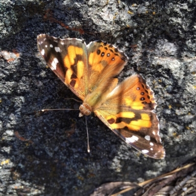 Vanessa kershawi (Australian Painted Lady) at Googong, NSW - 7 Nov 2016 by Wandiyali