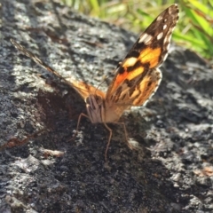 Vanessa kershawi at Googong, NSW - 7 Nov 2016