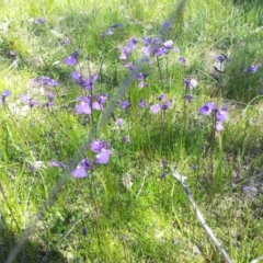 Utricularia dichotoma (Fairy Aprons, Purple Bladderwort) at Kambah, ACT - 6 Nov 2016 by RosemaryRoth