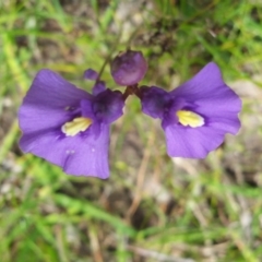 Utricularia dichotoma at Kambah, ACT - 6 Nov 2016