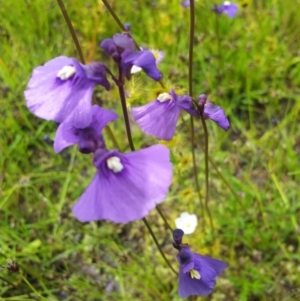 Utricularia dichotoma at Kambah, ACT - 6 Nov 2016 02:51 PM