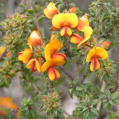 Pultenaea procumbens (Bush Pea) at Kambah, ACT - 17 Oct 2009 by MatthewFrawley