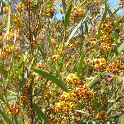 Daviesia mimosoides (Bitter Pea) at Kambah, ACT - 14 Oct 2010 by MatthewFrawley