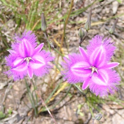 Thysanotus tuberosus subsp. tuberosus (Common Fringe-lily) at Kambah, ACT - 24 Nov 2010 by MatthewFrawley