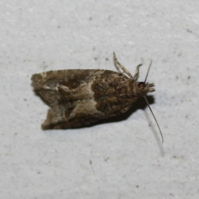 Tortricinae (subfamily) (A tortrix moth) at Tathra Public School - 5 Nov 2016 by KerryVance