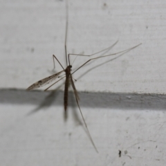 Limoniidae (family) (Unknown Limoniid Crane Fly) at Tathra, NSW - 6 Nov 2016 by KerryVance