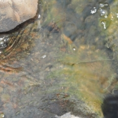 Draparnaldia sp. at Mount Clear, ACT - 3 Nov 2016