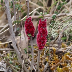 Tanaostigmodes sp. (genus) (Undescribed) at Mount Clear, ACT - 3 Nov 2016