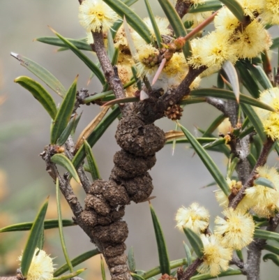 Uromycladium tepperianum s.lat. (Acacia gall rust) at Namadgi National Park - 3 Nov 2016 by KenT