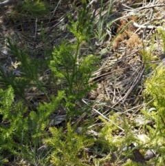 Lycopodium fastigiatum (Alpine Club Moss) at Rendezvous Creek, ACT - 3 Nov 2016 by KenT