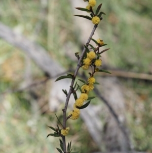 Acacia siculiformis at Mount Clear, ACT - 3 Nov 2016