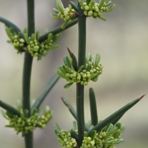 Discaria pubescens at Mount Clear, ACT - 3 Nov 2016