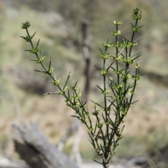 Discaria pubescens at Mount Clear, ACT - 3 Nov 2016