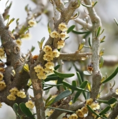 Melicytus angustifolius subsp. divaricatus (Divaricate Tree Violet) at Mount Clear, ACT - 3 Nov 2016 by KenT