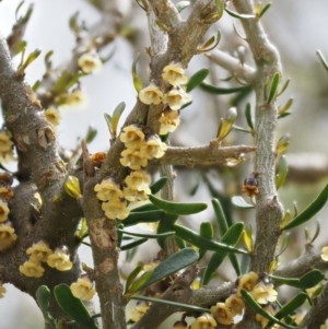 Melicytus angustifolius subsp. divaricatus at Mount Clear, ACT - 3 Nov 2016