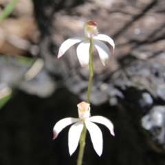 Caladenia moschata (Musky Caps) at Canberra Central, ACT - 6 Nov 2016 by petersan