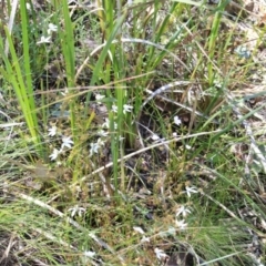 Caladenia moschata at Canberra Central, ACT - 7 Nov 2016