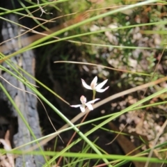 Caladenia moschata at Canberra Central, ACT - 7 Nov 2016